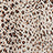 Leopard Swatch